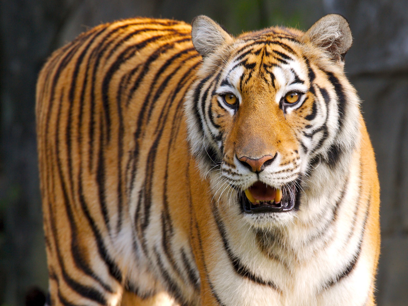 Download Animal Tiger Wallpaper