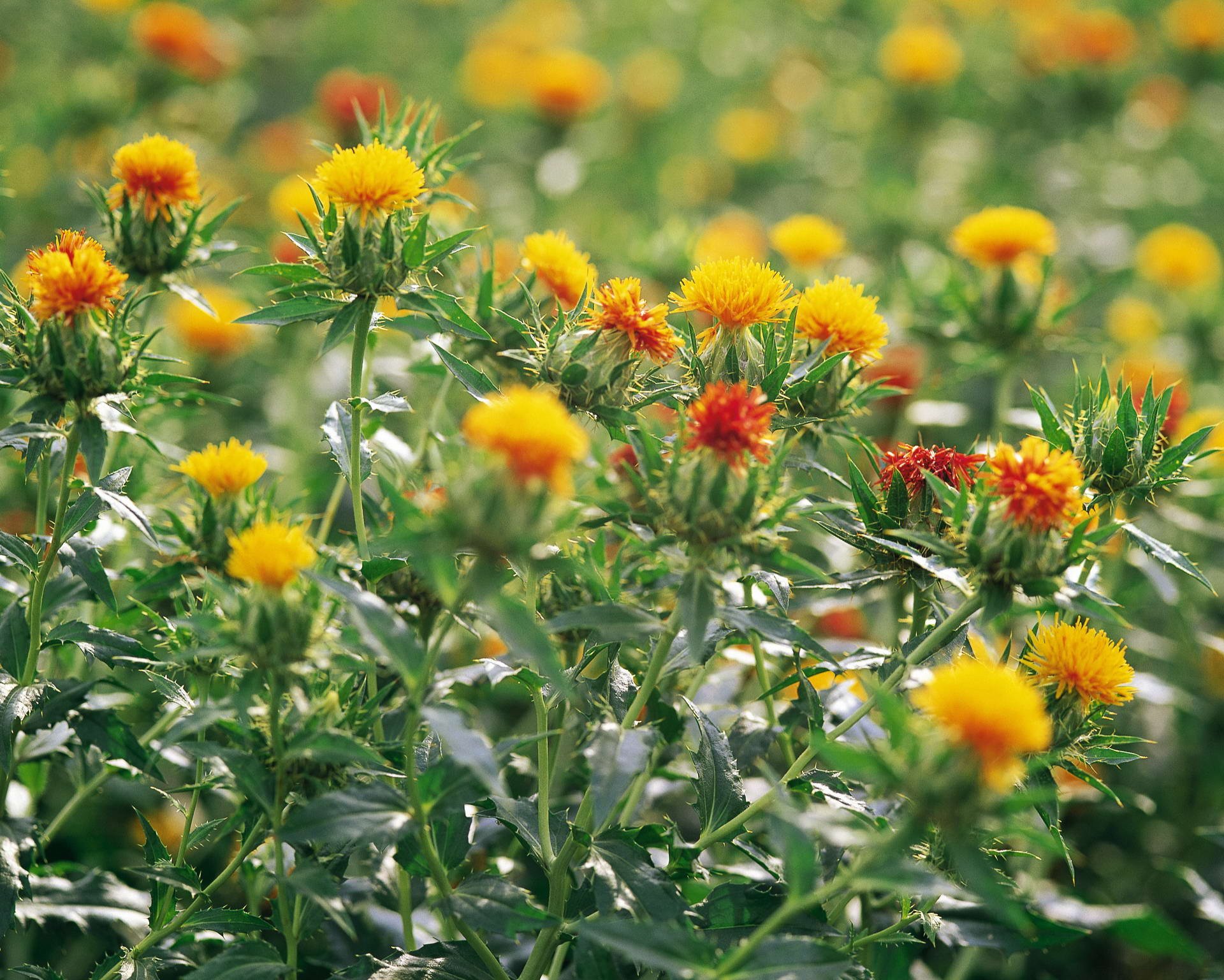HD PC desktop wallpaper showcasing a vibrant field of yellow and orange flowers in natural sunlight, surrounded by lush green foliage.