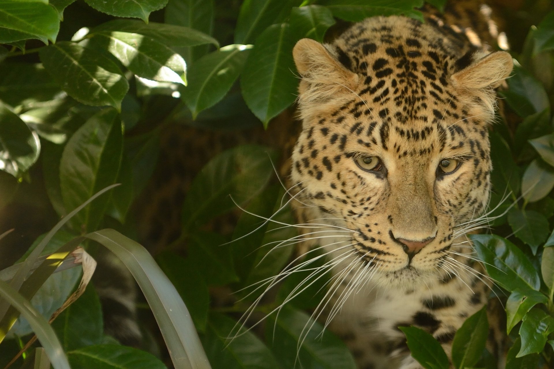 Download Animal Leopard HD Wallpaper