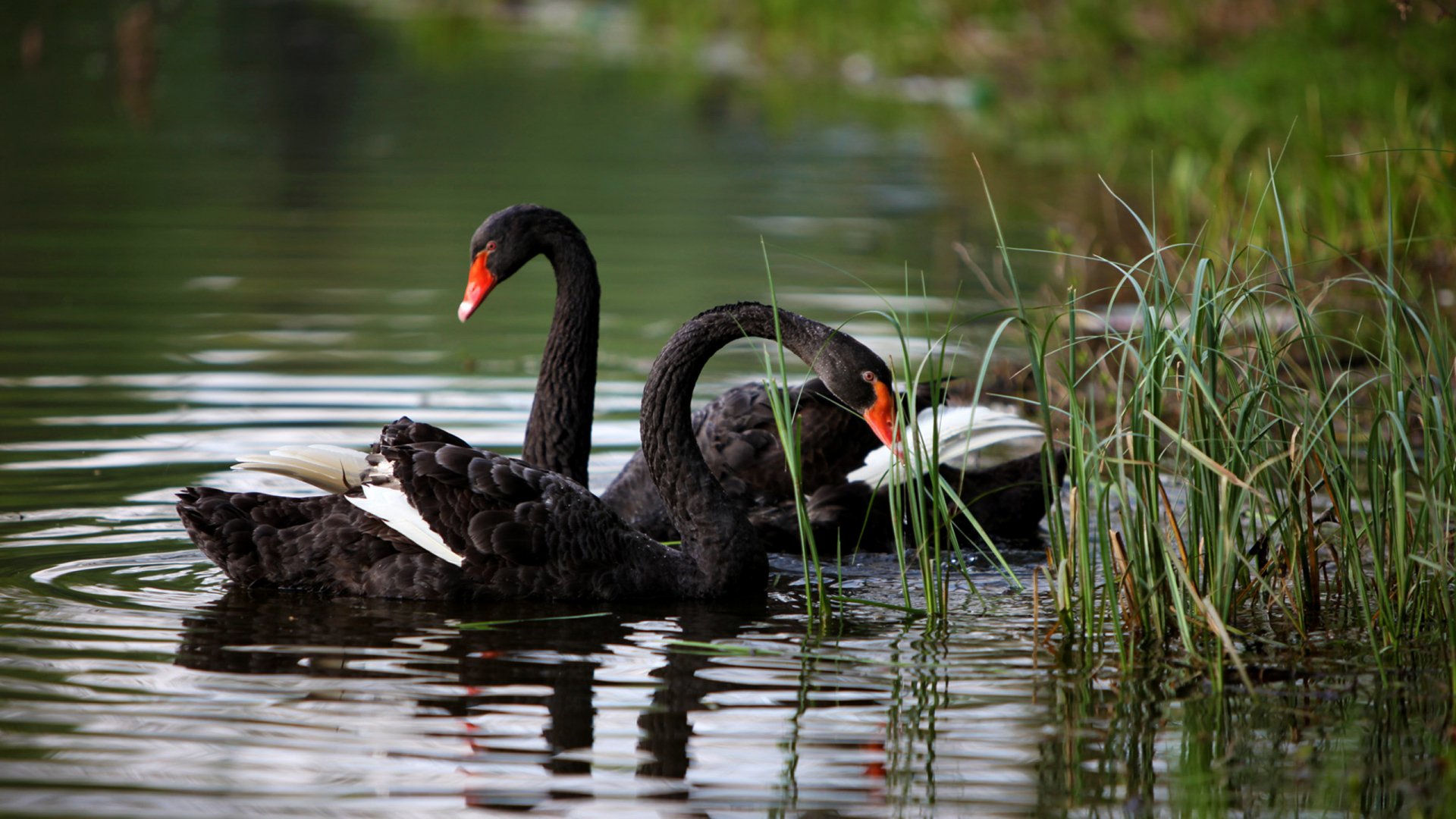 HD desktop wallpaper featuring two black swans gracefully swimming in calm water near green reeds, showcasing detailed animal beauty in a natural setting.