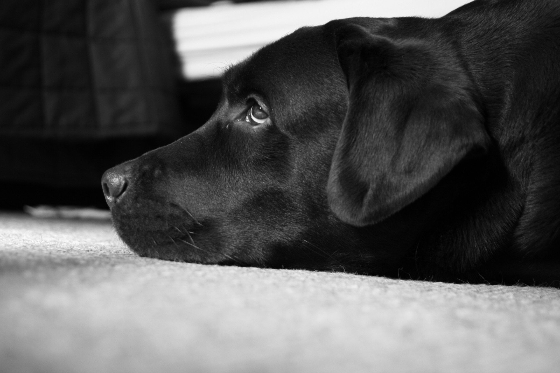 A close-up, monochrome image of a black dog resting on a carpet, capturing its thoughtful expression. This HD wallpaper showcases a serene moment with an animal companion.