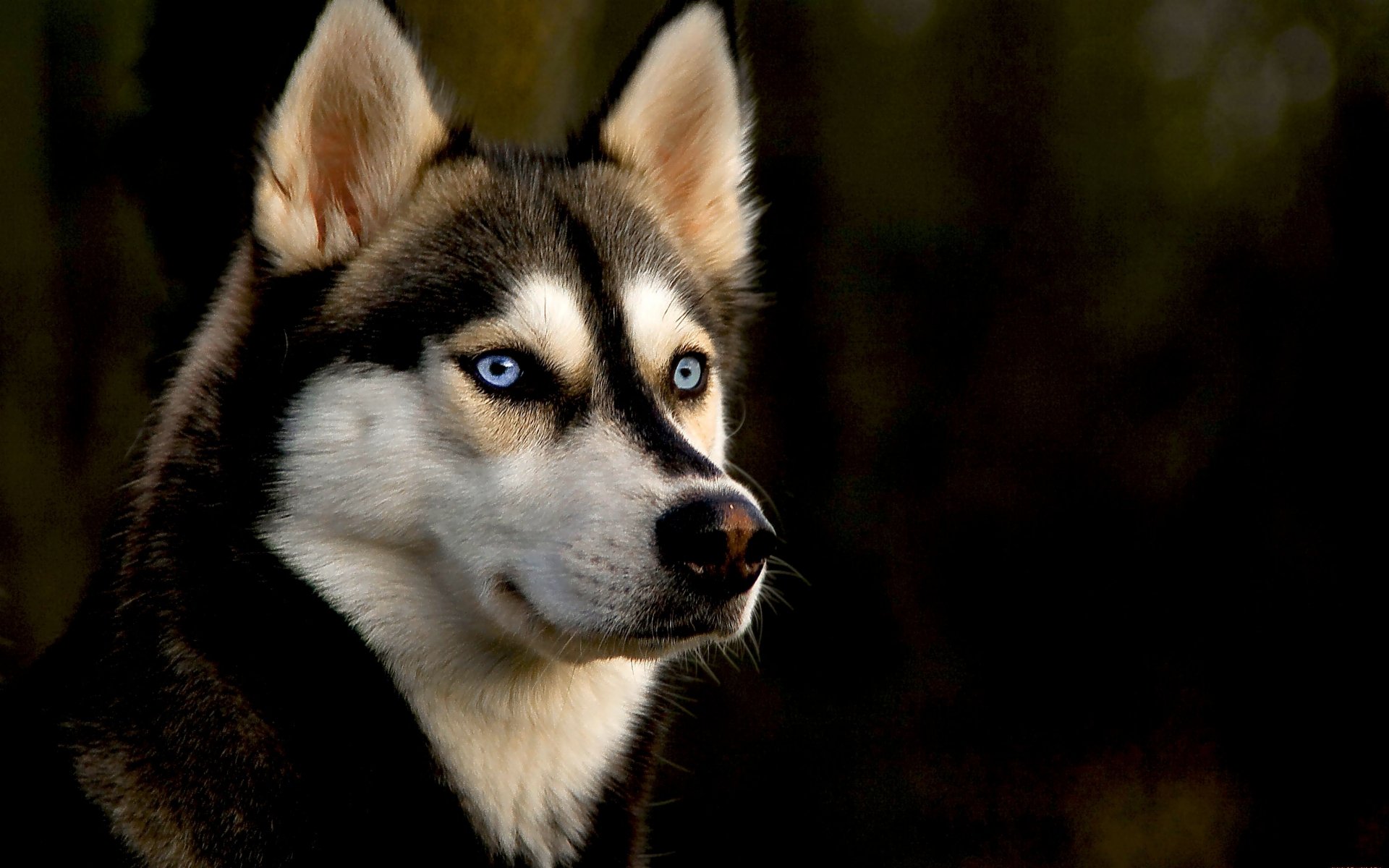 Husky Full HD Wallpaper and Background Image | 1920x1200 | ID:323417
