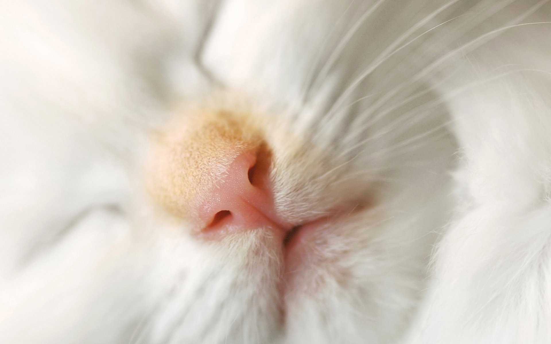 A close-up view of a cat's nose and whiskers, showcasing soft white fur. This HD image serves as a charming desktop wallpaper and background for cat lovers.
