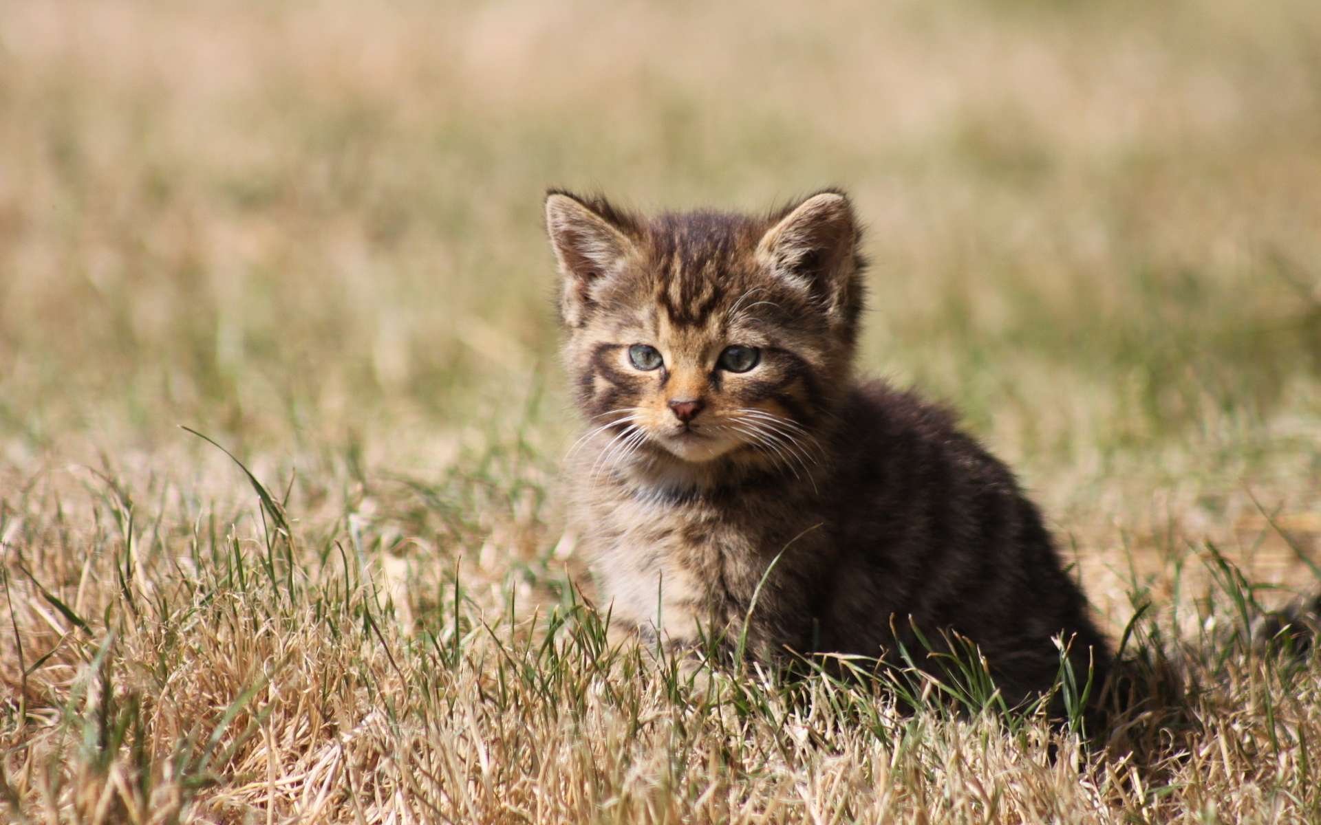 HD desktop wallpaper of a baby kitten sitting on dry grass, showcasing the gentle innocence of a small cat in a natural outdoor setting.
