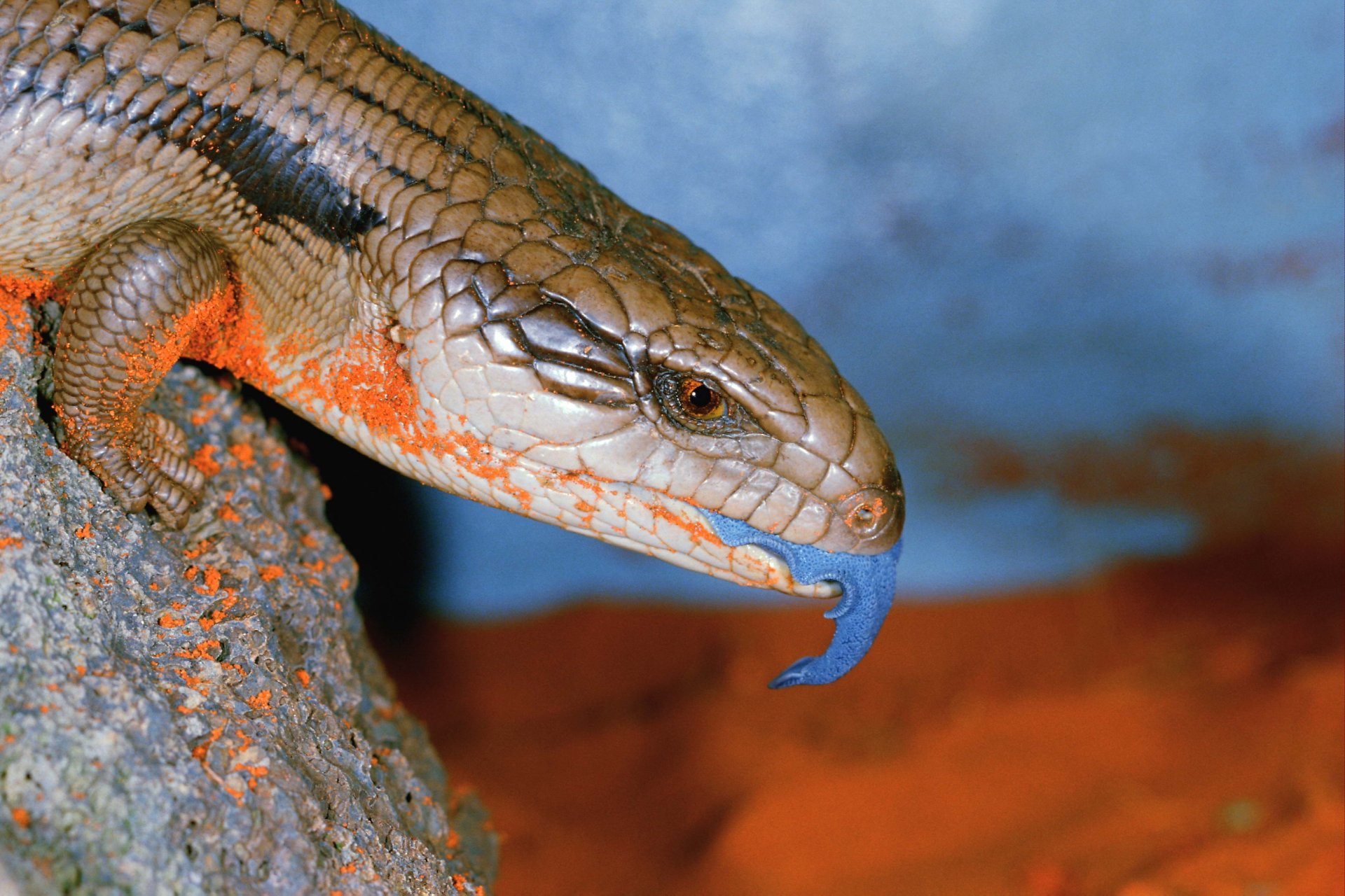 Download Lizard Animal Blue-Tongue Skink HD Wallpaper