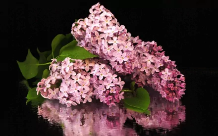 A stunning HD wallpaper featuring lilac flowers surrounded by lush green leaves, beautifully reflecting on a dark surface, capturing the essence of nature.