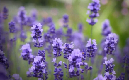 HD desktop wallpaper featuring a close-up view of vibrant lavender flowers in a natural setting, highlighting delicate purple blooms and green stems.