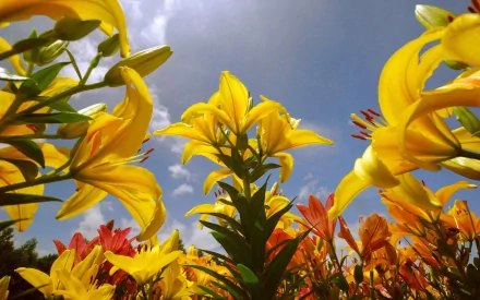 yellow flower nature lily HD Desktop Wallpaper | Background Image