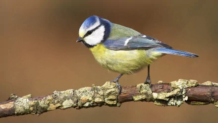 HD desktop wallpaper featuring an Eurasian blue tit perched on a moss-covered branch. The blue and yellow bird, also known as a blue tit or titmouse, stands out against the blurred, earthy background.