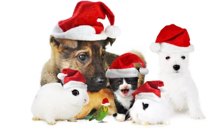 HD desktop wallpaper featuring a group of pets—puppies, kittens, and rabbits—all wearing Santa hats, with a Christmas theme.
