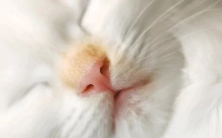 A close-up view of a cat's nose and whiskers, showcasing soft white fur. This HD image serves as a charming desktop wallpaper and background for cat lovers.