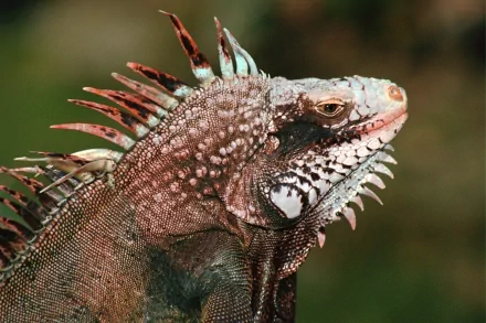 Close-up of a green-brown iguana head with spiky crest and textured scales against a soft blurred background — 2K Quad HD PC desktop wallpaper and background.