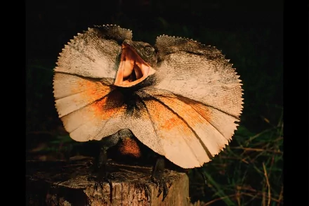 A striking image of a frilled-neck lizard, showcasing its vibrant frill as it opens its mouth. This HD wallpaper highlights the unique beauty of this fascinating animal.