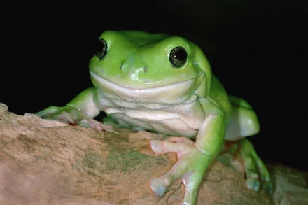 HD desktop wallpaper featuring a close-up of a vibrant green frog perched on a textured branch against a black background.