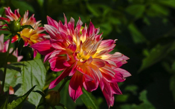 A vibrant dahlia flower in stunning shades of pink and yellow, set against a lush green backdrop, making an enchanting HD desktop wallpaper and background.