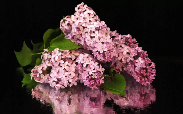 A stunning HD wallpaper featuring lilac flowers surrounded by lush green leaves, beautifully reflecting on a dark surface, capturing the essence of nature.