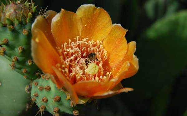 Earth Flower Flowers Cactus HD Wallpaper | Background Image