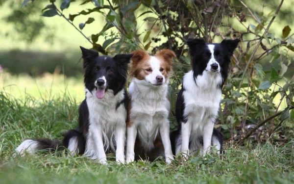 A vibrant HD desktop wallpaper featuring three border collies sitting together in a lush green setting, showcasing their playful and loyal demeanor against a natural backdrop.