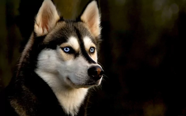 Siberian Husky: Stunning 4K Ultra HD Wallpaper by QuantumCurator