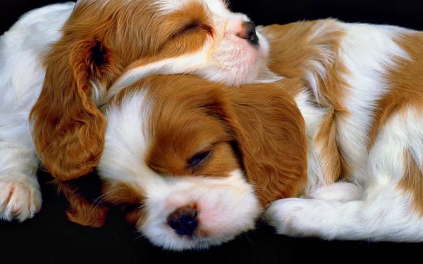 Two adorable puppies sleep peacefully, nestled together on a dark surface. High-definition desktop wallpaper.