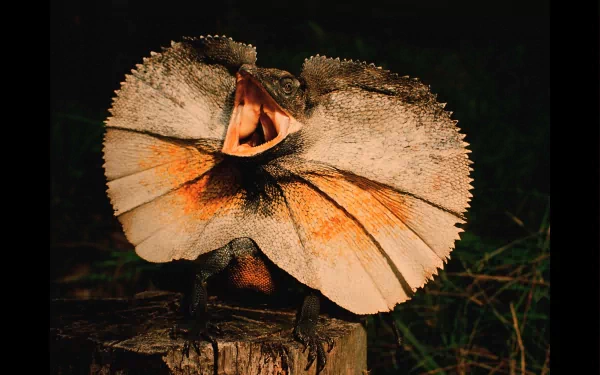 A striking image of a frilled-neck lizard, showcasing its vibrant frill as it opens its mouth. This HD wallpaper highlights the unique beauty of this fascinating animal.
