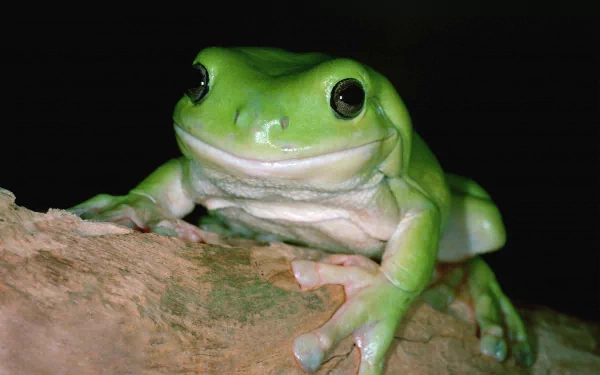 HD desktop wallpaper featuring a close-up of a vibrant green frog perched on a textured branch against a black background.