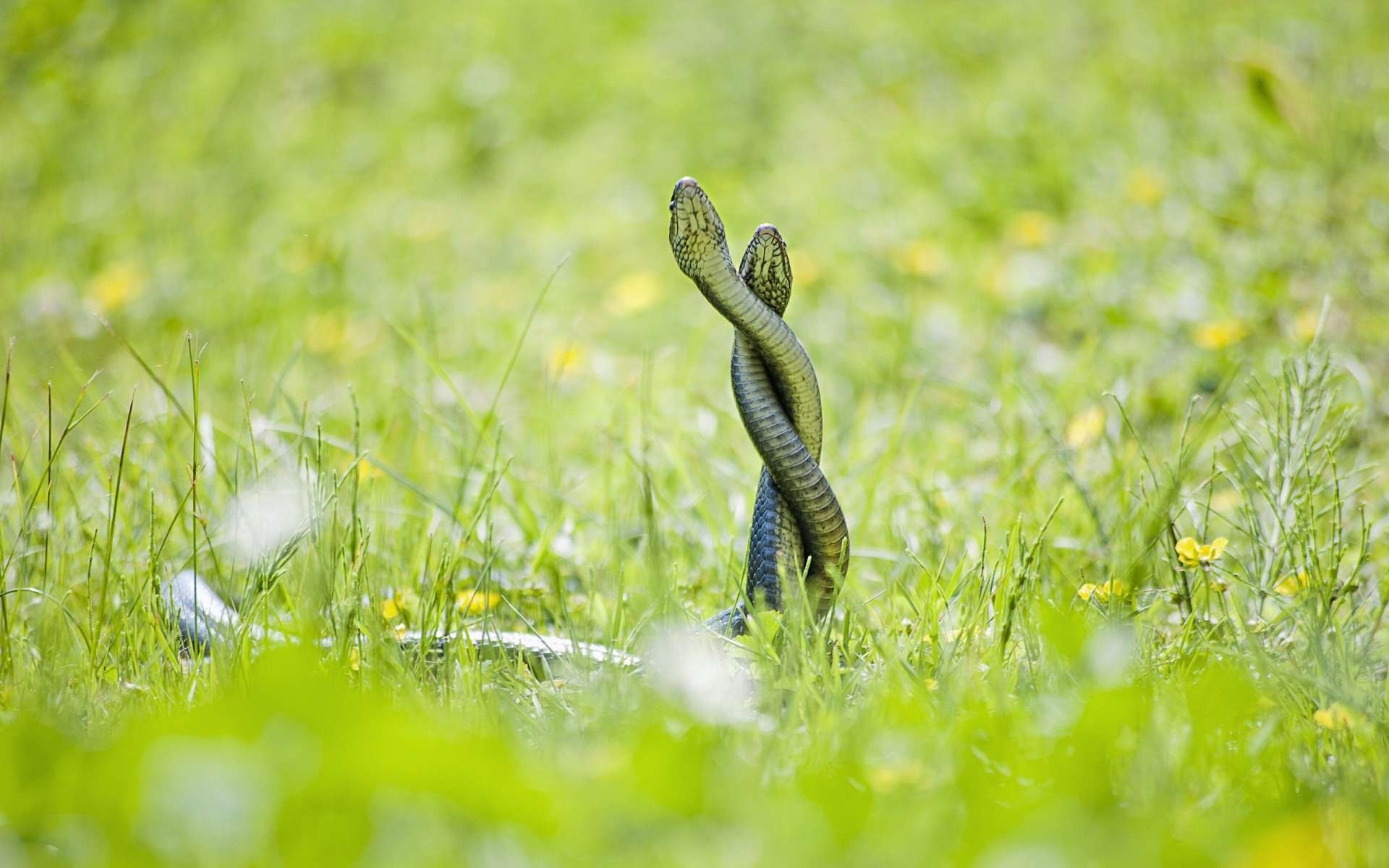 Two Snakes Entwined in the Grass