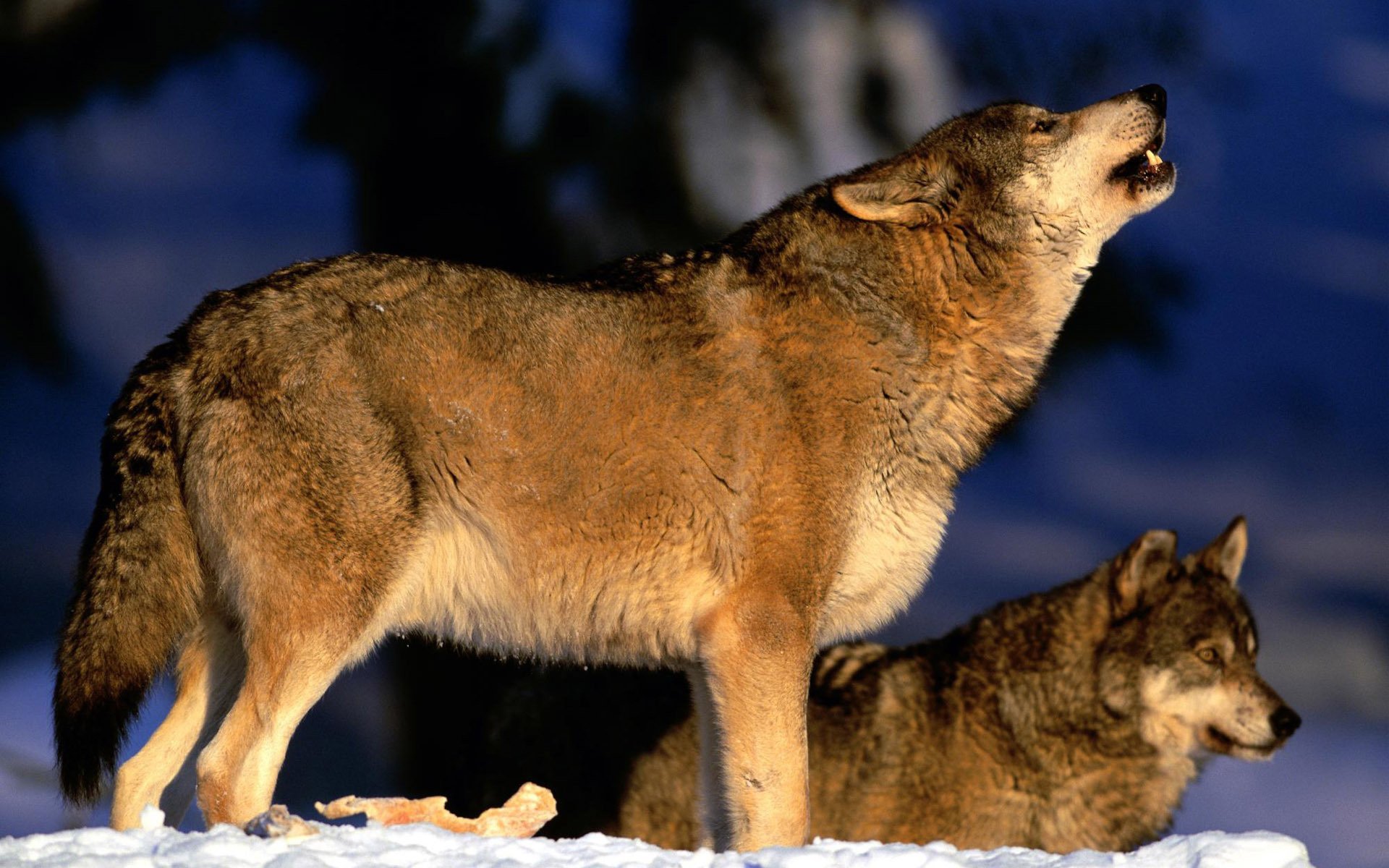 Two wolves are positioned in a snowy landscape; one howls at the moon while the other sits quietly. This striking image makes for an evocative HD desktop wallpaper and background.