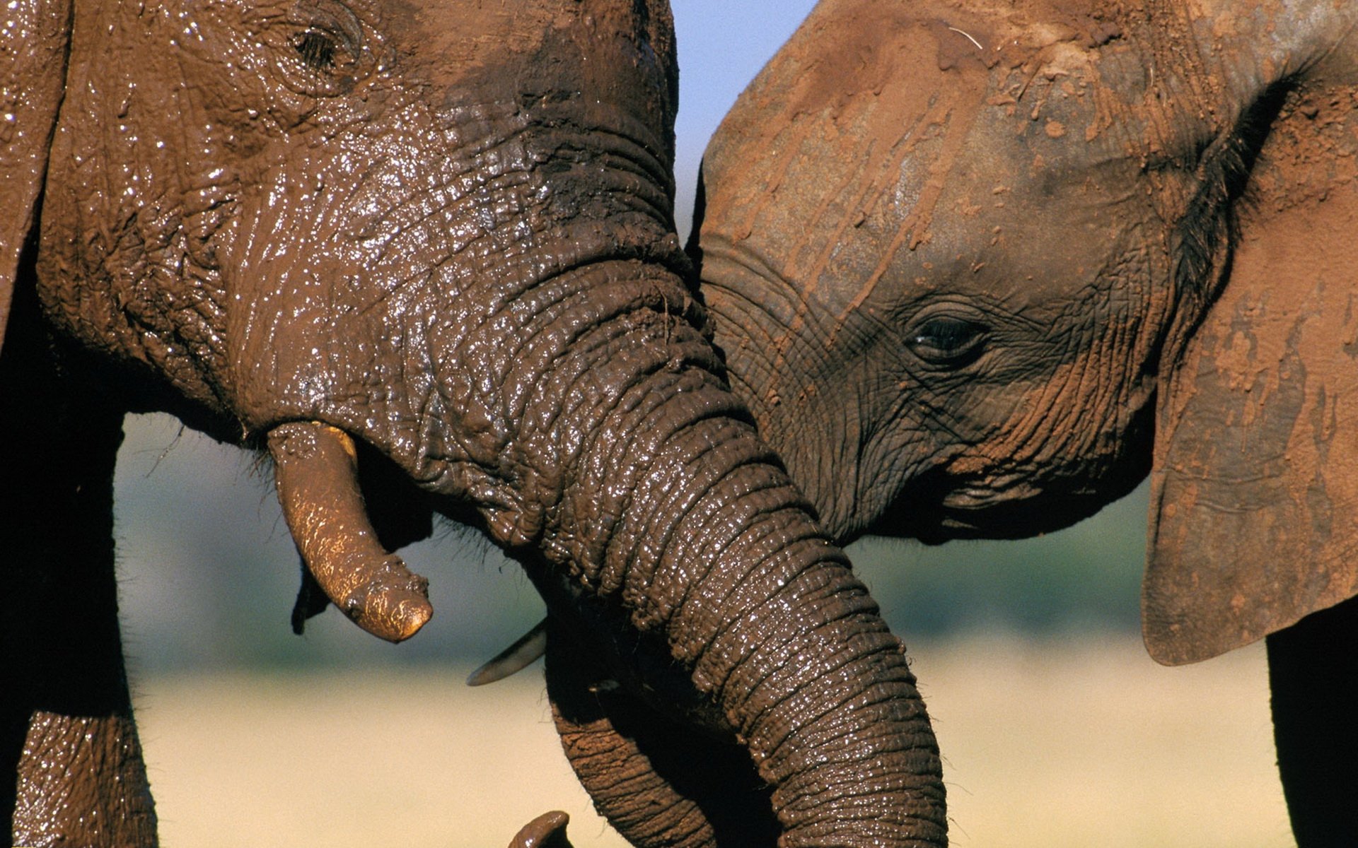 Close-up of two Asian elephants touching trunks, mud-streaked skin and fine textures — HD PC desktop wallpaper and background.