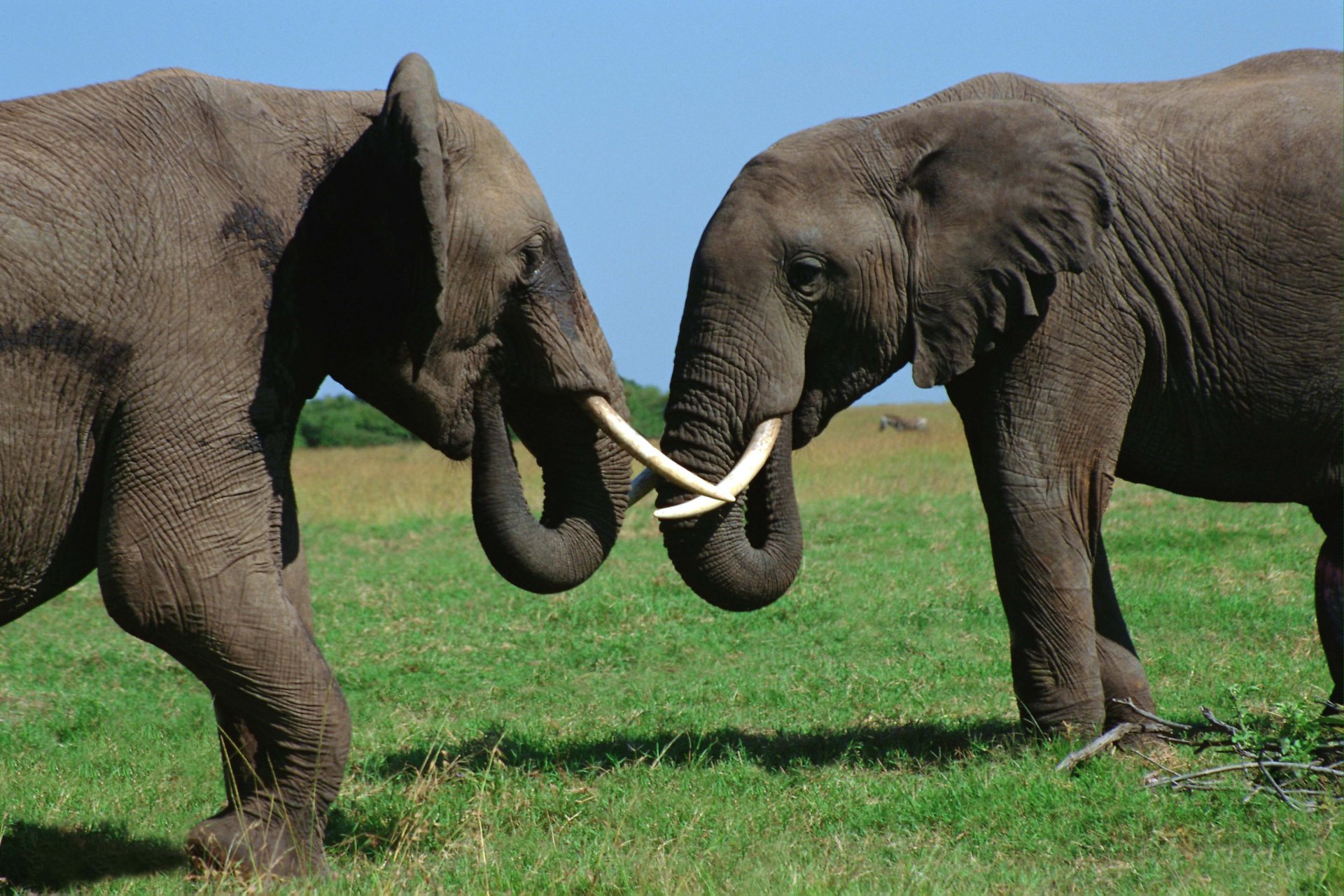 Two African bush elephants touch tusks on a grassy plain — Animal scene rendered as a 2K Quad HD PC desktop wallpaper and background.