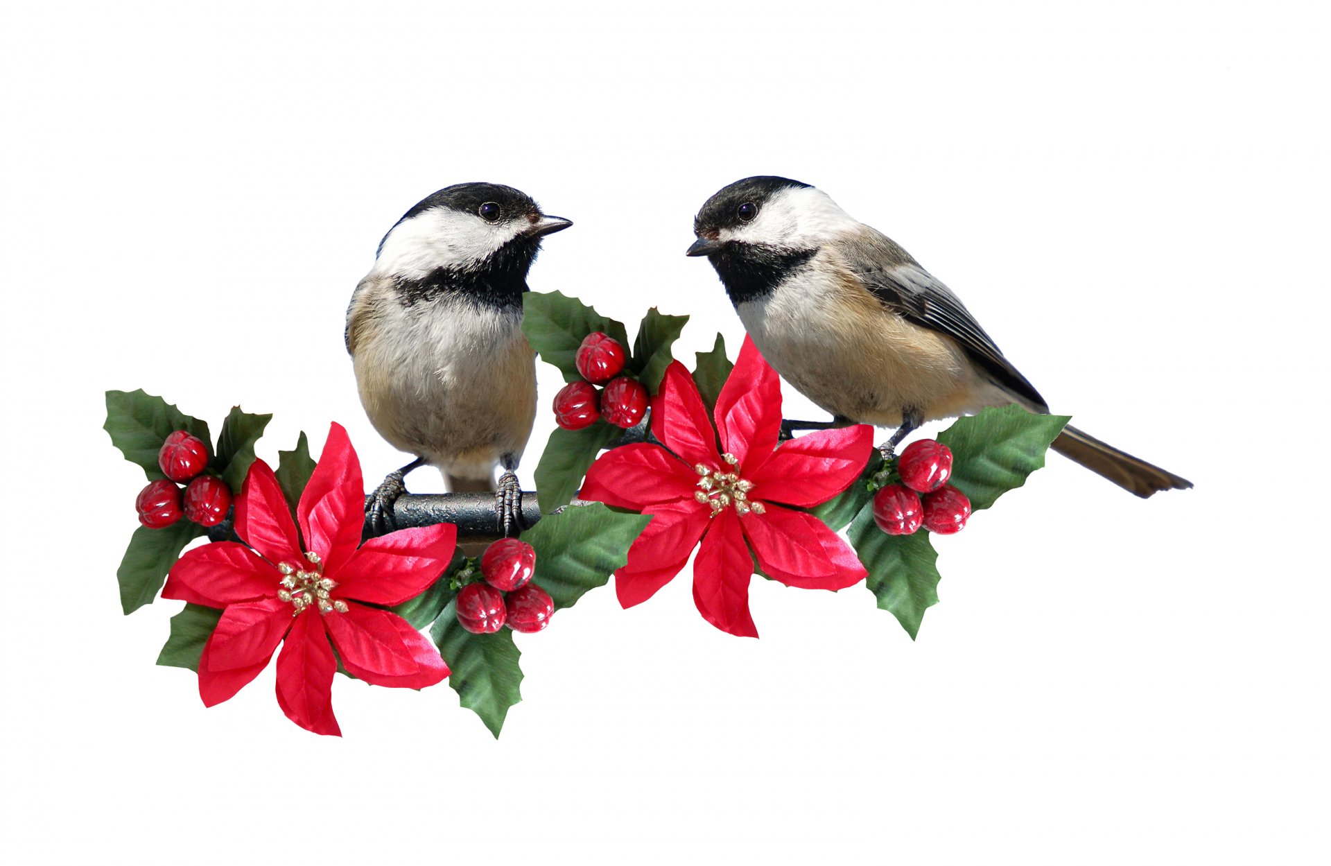 HD desktop wallpaper featuring two titmouse birds perched on a branch adorned with red poinsettias and berries against a white background.