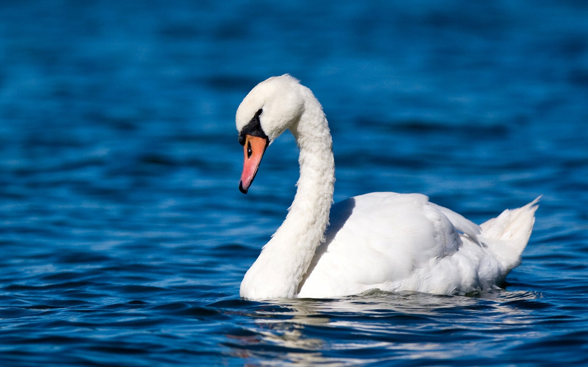 HD desktop wallpaper featuring a graceful mute swan gliding on vibrant blue water, capturing the elegance of this animal in a serene natural setting.