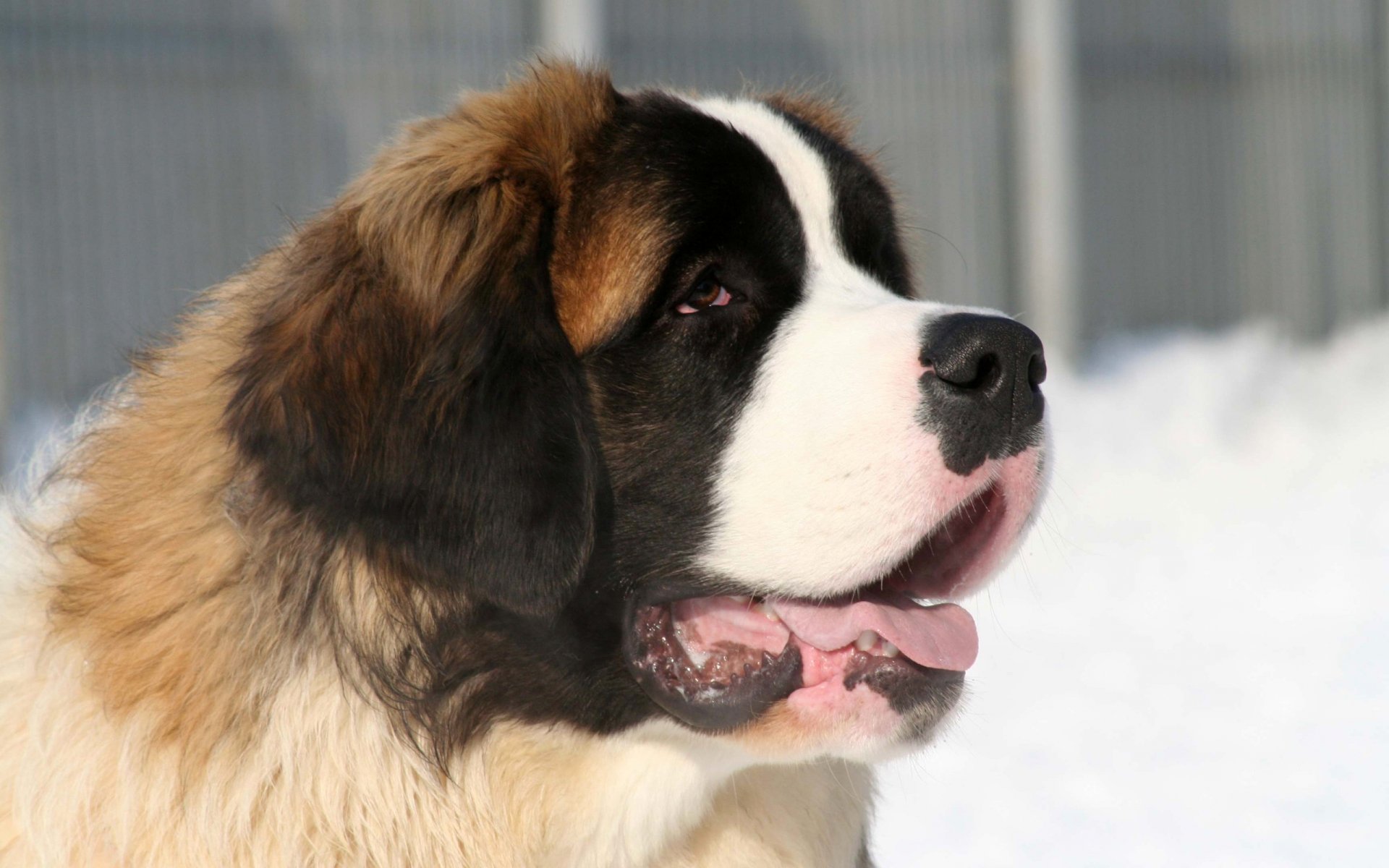 HD desktop wallpaper featuring a close-up of a St. Bernard dog with a snowy background, showcasing its detailed fur and gentle expression.