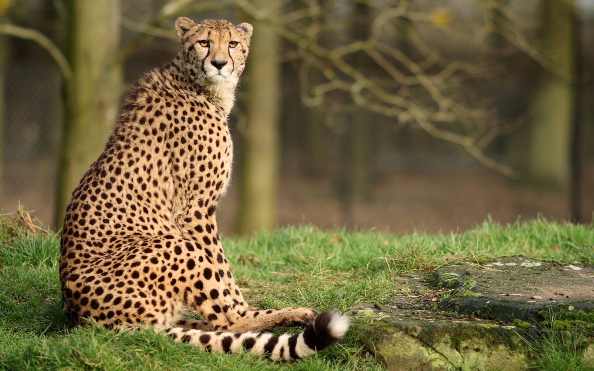 Download Animal Cheetah  HD Wallpaper