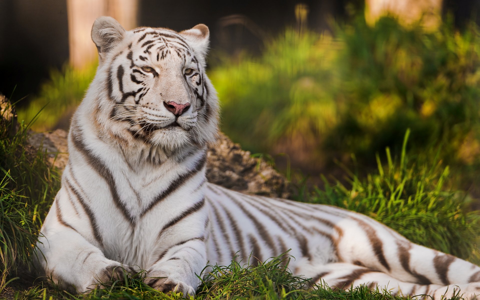 A majestic white tiger rests on lush green grass, capturing the beauty of wildlife in this HD desktop wallpaper and background.