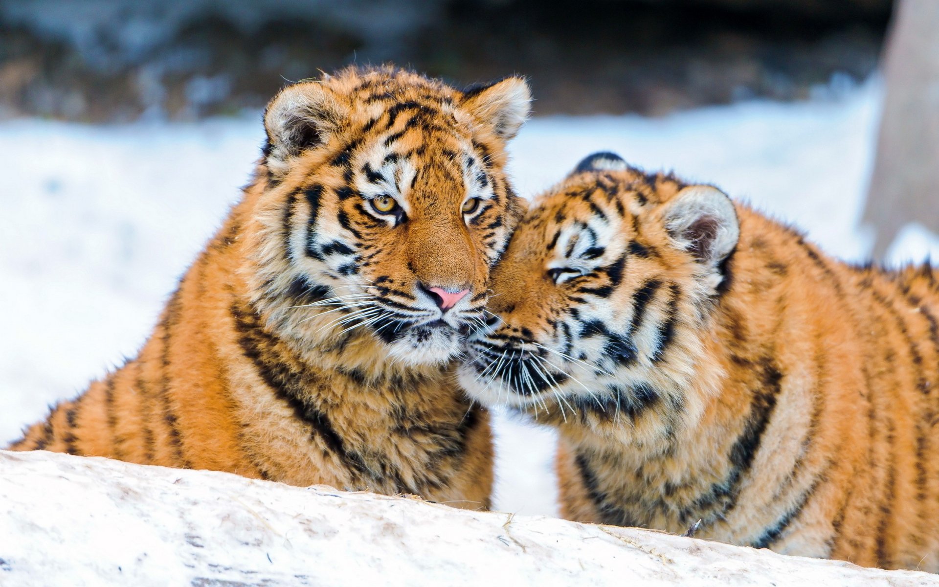 Two majestic tigers share a tender moment in their natural habitat, surrounded by snow. This stunning image makes for a captivating HD desktop wallpaper.