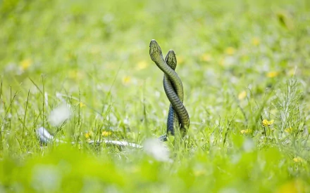 HD wallpaper featuring two intertwined grass snakes standing upright in a lush green field.