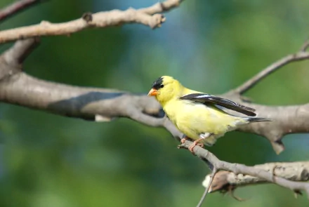  goldfinch