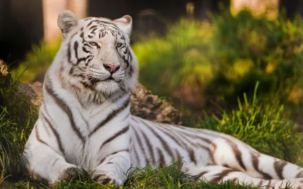 A majestic white tiger rests on lush green grass, capturing the beauty of wildlife in this HD desktop wallpaper and background.