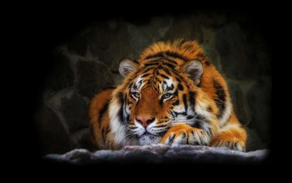 A high-definition wallpaper featuring a striking image of a tiger resting against a dark, rocky background, accentuating its bold stripes and piercing gaze.