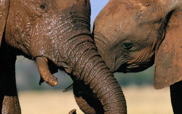 Close-up of two Asian elephants touching trunks, mud-streaked skin and fine textures — HD PC desktop wallpaper and background.