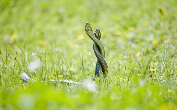 Animal Grass Snake Reptiles Snakes HD Wallpaper | Background Image
