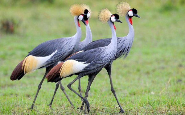 Animal Grey Crowned Crane Birds Cranes Bird HD Wallpaper | Background Image