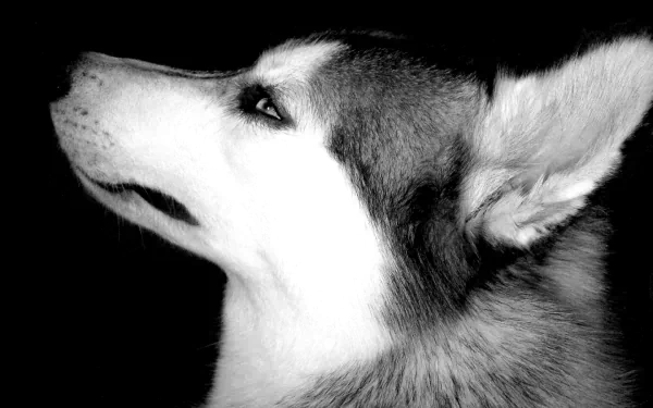 A striking black and white close-up of a husky's profile, showcasing its distinctive features and expressive gaze. This HD image serves as a stunning desktop wallpaper and background.