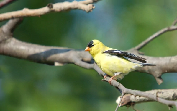  goldfinch