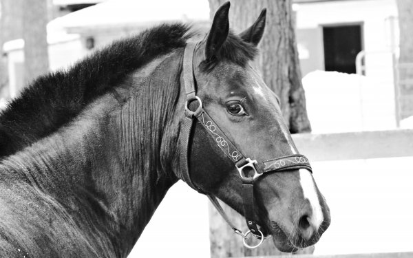 Animal Horse Black & White HD Wallpaper | Background Image