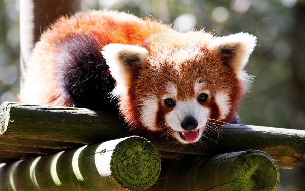 A charming red panda lounges on wooden beams, showcasing its vibrant fur and playful expression, making for an enchanting HD desktop wallpaper and background.