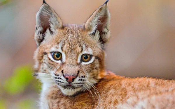 Close-up of a lynx, showcasing its striking eyes and distinctive ear tufts. This HD image serves as a captivating desktop wallpaper or background for nature enthusiasts.