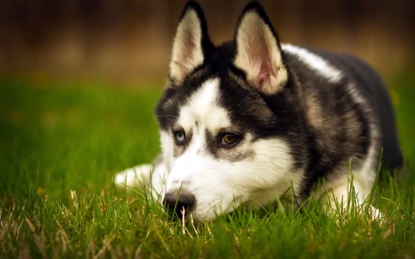 HD PC desktop wallpaper featuring a close-up of a husky lying in green grass, showcasing its striking eyes and black-and-white fur.