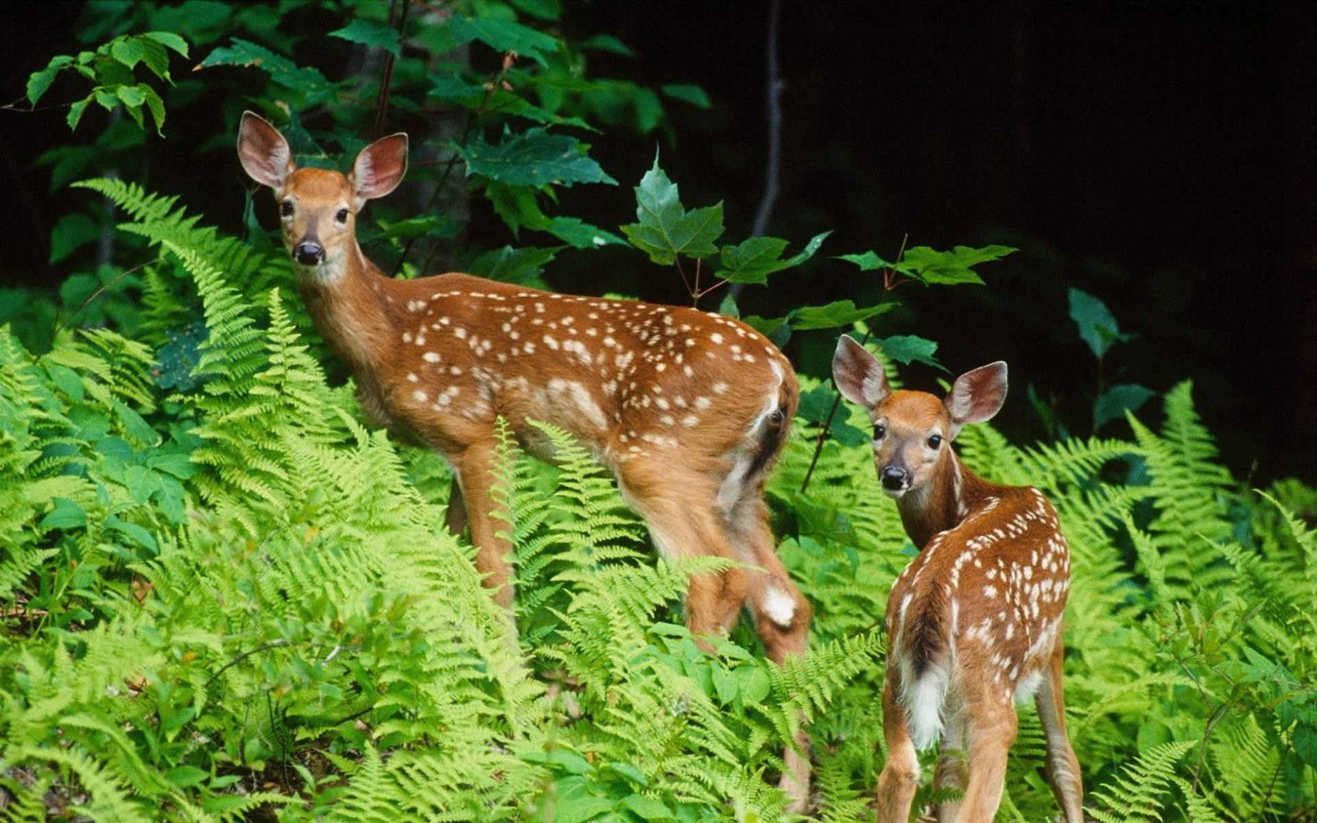 download-animal-deer-hd-wallpaper